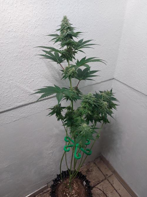 Desert & Candy. Week 10 - Melonbow