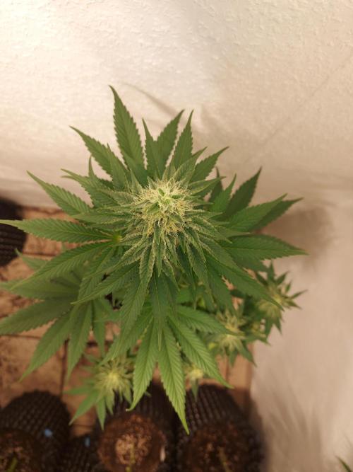 Desert & Candy. Week 10 - Melonbow