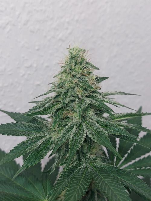 Desert & Candy. Week 10 - Melonbow