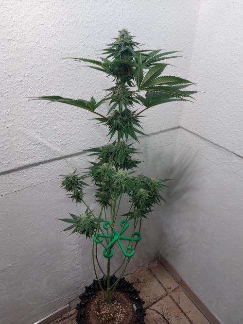 Desert & Candy. Week 10 - Pichu