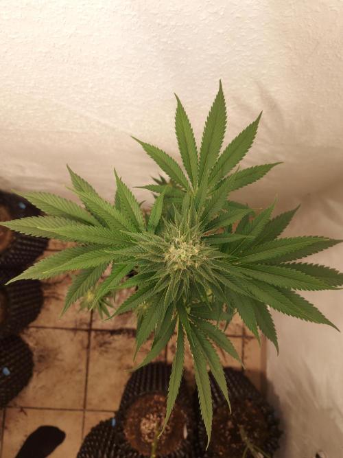 Desert & Candy. Week 10 - Pichu