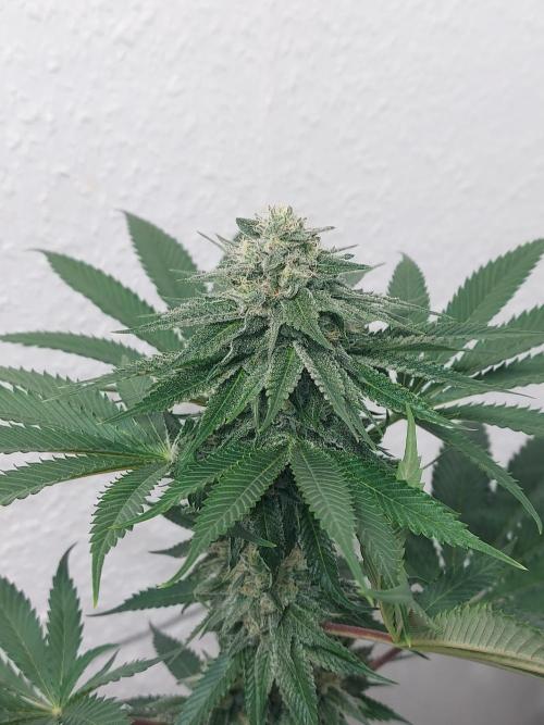 Desert & Candy. Week 10 - Pichu