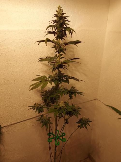 Desert & Candy. Week 10 - SpaceStation