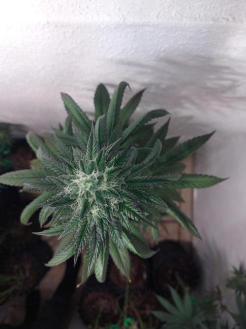 Desert & Candy. Week 10 - SpaceStation