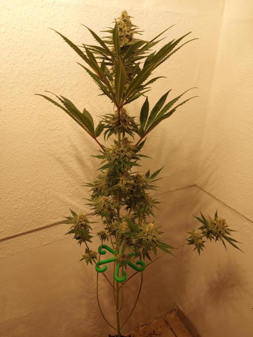 Desert & Candy. Week 10 - SuperDrip