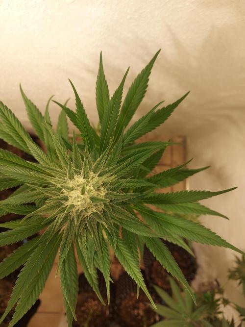 Desert & Candy. Week 10 - SuperDrip