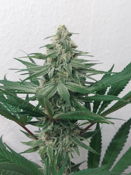 Desert & Candy. Week 10 - SuperDrip