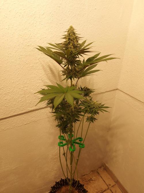 Mixed Hybrids. Week 10 - ForbiddenBoof