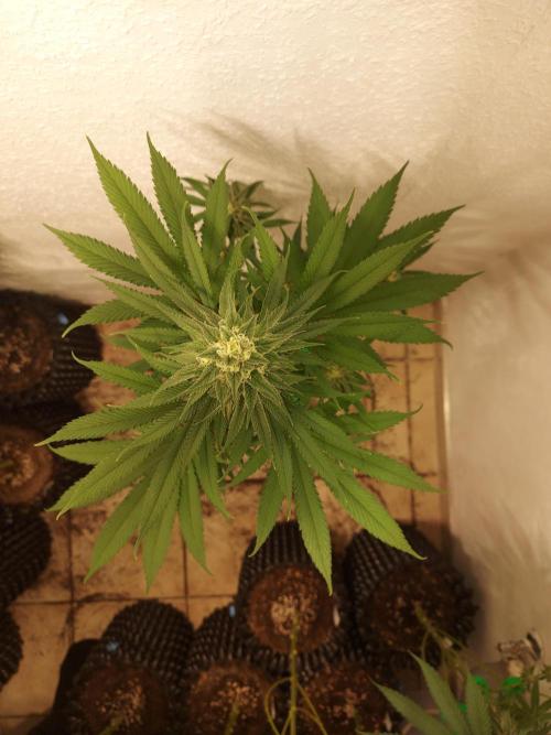 Mixed Hybrids. Week 10 - ForbiddenBoof