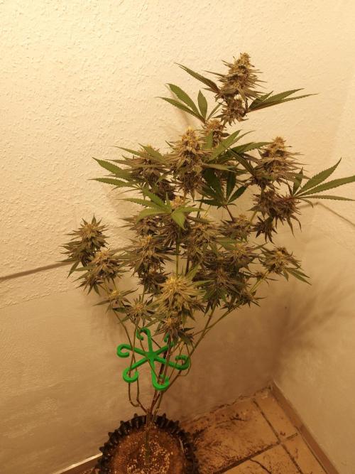 Mixed Hybrids. Week 10 - Gasserole