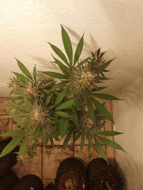 Mixed Hybrids. Week 10 - Gasserole