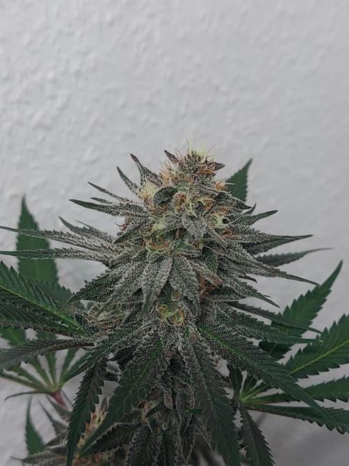 Mixed Hybrids. Week 10 - Gasserole