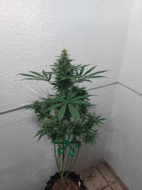 Mixed Hybrids. Week 10 - Motivation