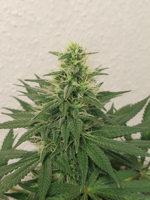 Mixed Hybrids. Week 10 - Motivation