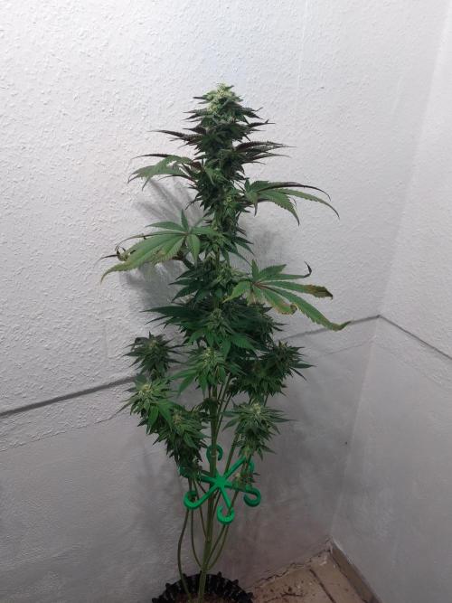 Mixed Hybrids. Week 10 - Shinigami