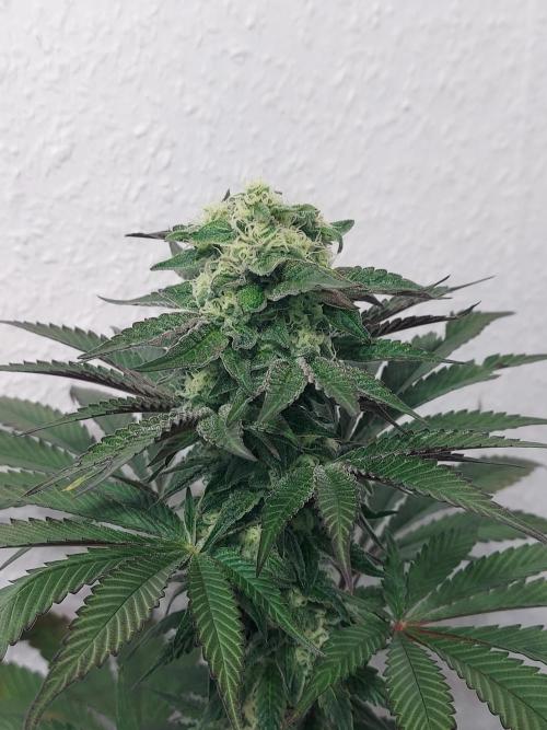 Mixed Hybrids. Week 10 - Shinigami