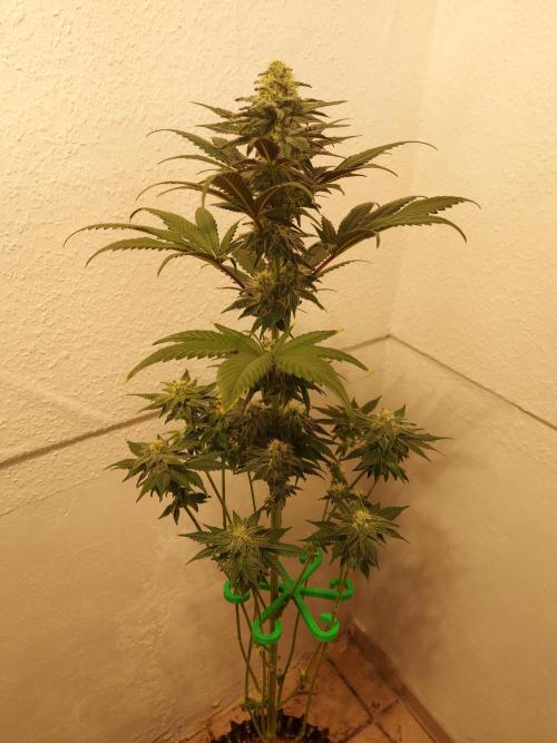 Gas & Funk. Week 10 - BlackBelts