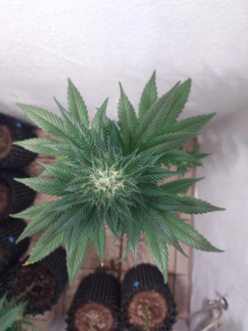 Gas & Funk. Week 10 - BlackBelts