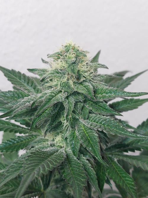 Gas & Funk. Week 10 - BlackBelts