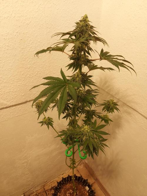 Gas & Funk. Week 10 - PresidentialPardon