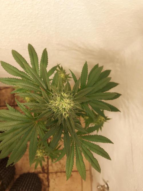 Gas & Funk. Week 10 - PresidentialPardon