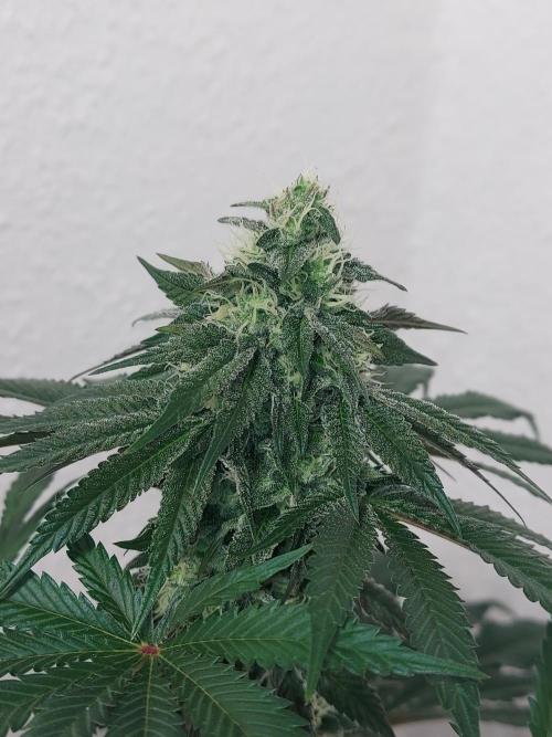 Gas & Funk. Week 10 - PresidentialPardon