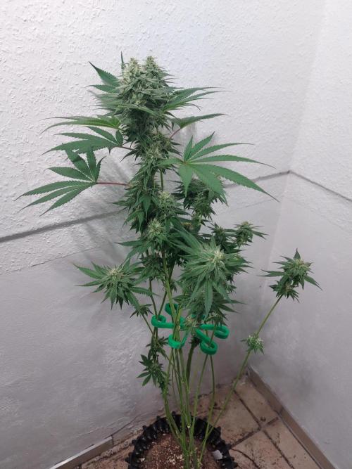 Gas & Funk. Week 10 - Sherbdog