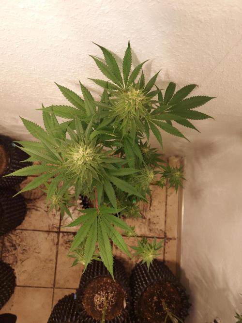 Gas & Funk. Week 10 - Sherbdog