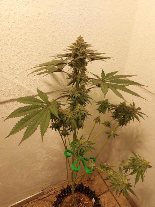 Gas & Funk. Week 10 - Terpgasm