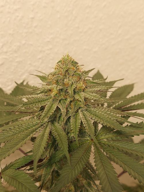 Gas & Funk. Week 10 - Terpgasm