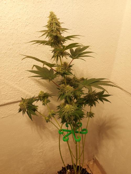 Desert & Candy. Week 11 - Melonbow