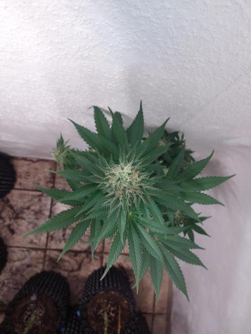 Desert & Candy. Week 11 - Melonbow