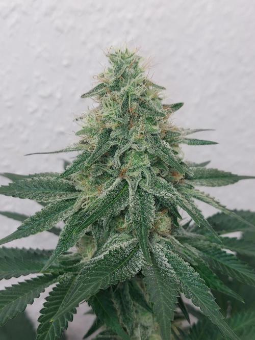 Desert & Candy. Week 11 - Melonbow