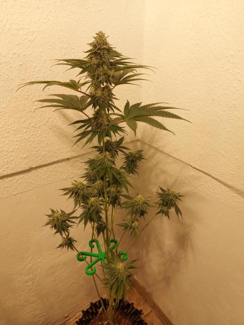 Desert & Candy. Week 11 - Pichu