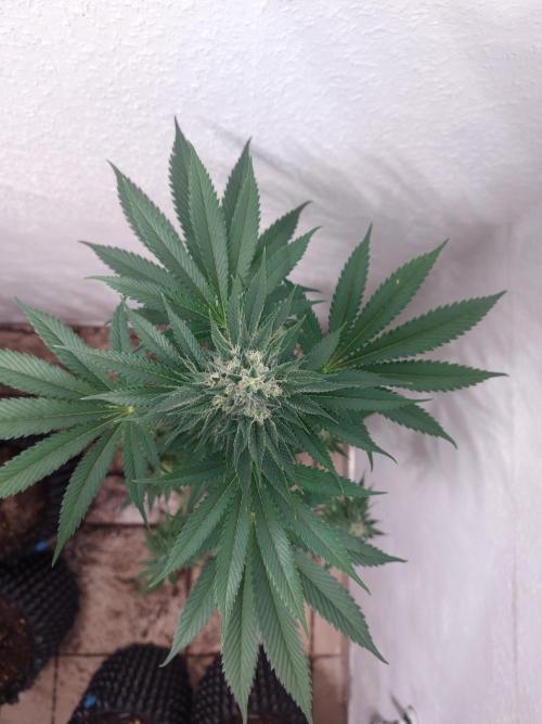 Desert & Candy. Week 11 - Pichu