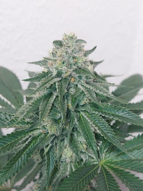 Desert & Candy. Week 11 - Pichu