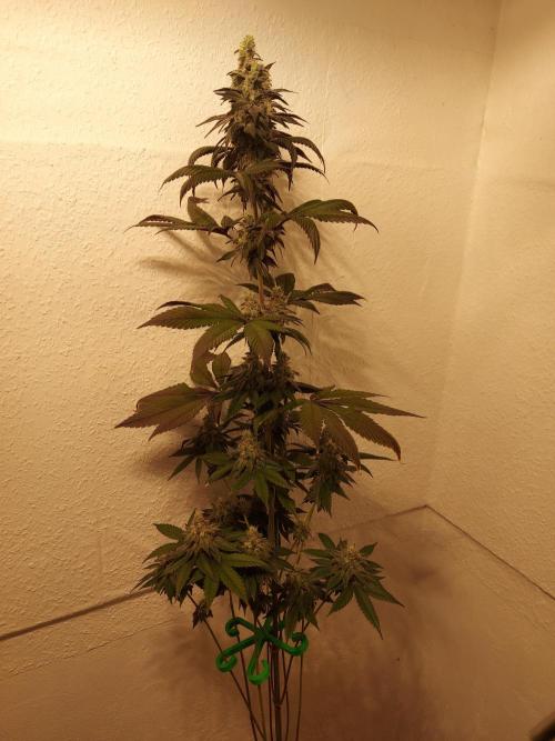 Desert & Candy. Week 11 - SpaceStation