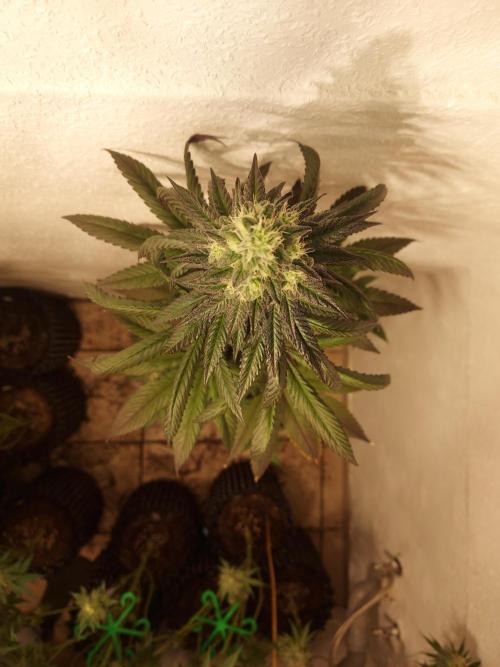 Desert & Candy. Week 11 - SpaceStaion