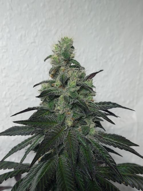 Desert & Candy. Week 11 - SpaceStation