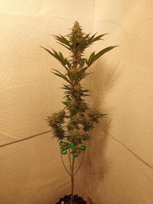 Desert & Candy. Week 11 - SuperDrip