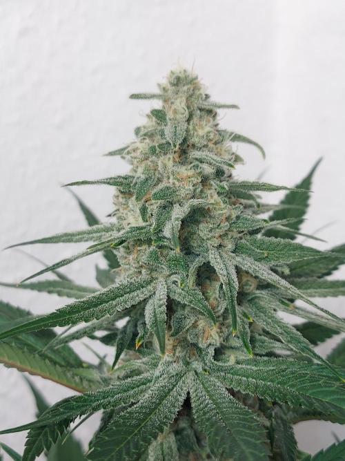 Desert & Candy. Week 11 - SuperDrip