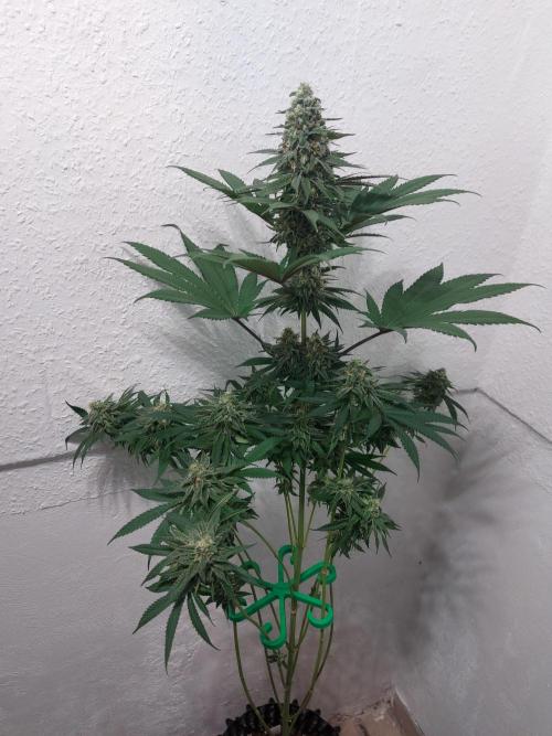 Mixed Hybrids. Week 11 - ForbiddenBoof