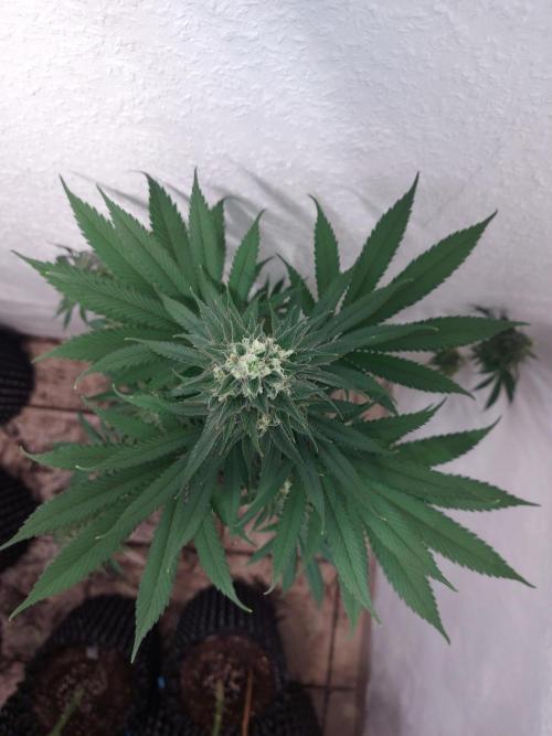 Mixed Hybrids. Week 11 - ForbiddenBoof