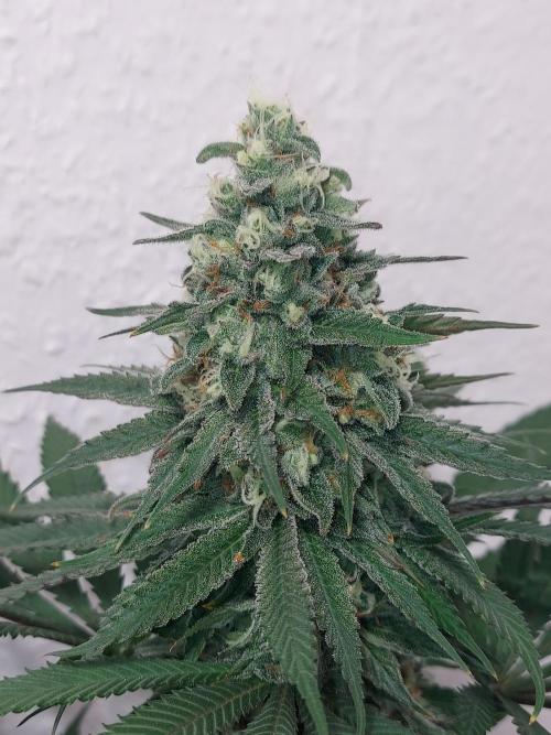 Mixed Hybrids. Week 11 - ForbiddenBoof
