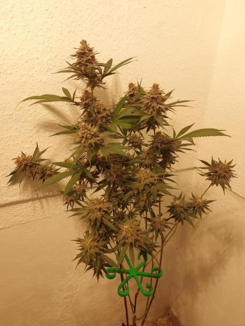 Mixed Hybrids. Week 11 - Gasserole