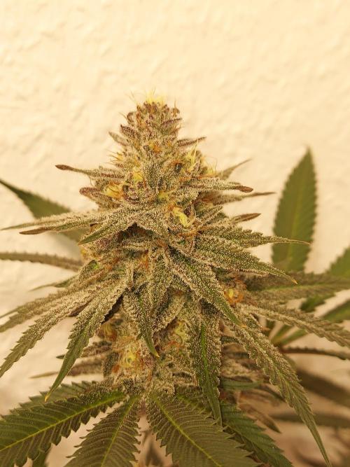 Mixed Hybrids. Week 11 - Gasserole