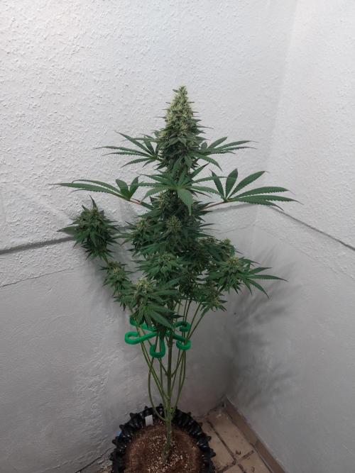 Mixed Hybrids. Week 11 - Motivation