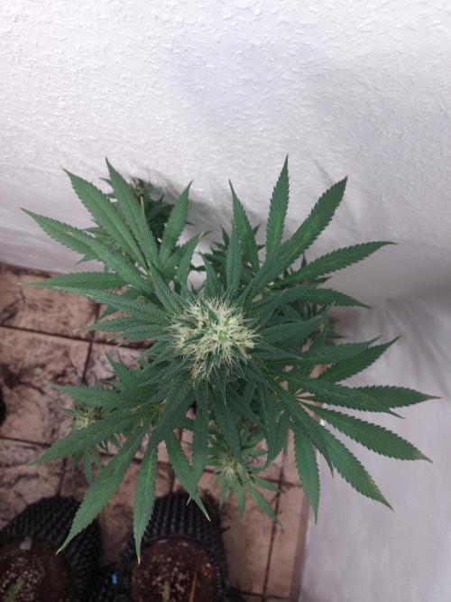 Mixed Hybrids. Week 11 - Motivation
