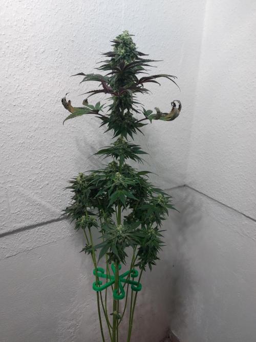 Mixed Hybrids. Week 11 - Shinigami