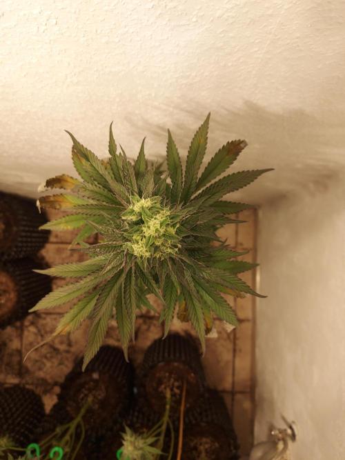 Mixed Hybrids. Week 11 - Shinigami